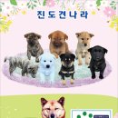 진도견나라 이미지