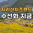 지금 | 지리산치즈랜드 수선화｜구례 봄꽃 명소 지금 만개 후기