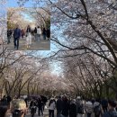 경대교 부근 세븐일레븐 편의점 맞은편 | [인천대공원]2026년 인천대공원 벚꽃축제 벚꽃현황 주차 어린이동물원 휴원 정보