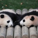 (주)판다 이미지