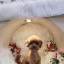 몽클똥개 이미지