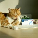 케이나인종합동물병원 | 고양이 관절 영양제 모두 콘드로프로텍 슬개골 탈구 노령묘 후기