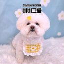 비비도리스 애견샵 | 하남미사애견미용ㅣ비비그룸에서 예쁘게 변신한 날