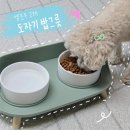 고래식탁 | 옐로우 고래 강아지 경추보호 도자기 밥그릇 후기