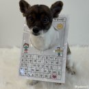 놀러오개 애견유치원 애견호텔 동대문점 | 대구 동구 애견유치원 :: 놀러오개 불로점 내돈내산 2년차 원생 견생역전한 후기