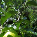 삼삼농장 이미지