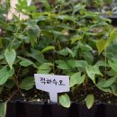 송강전통시장 이미지