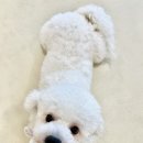 J애견미용 이미지