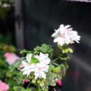 스텔라티스 이미지