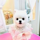 뽀송 펫 살롱 이미지