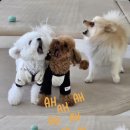 댕신나게 이미지