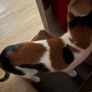 멍플랙스 이미지