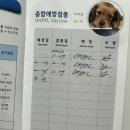 야옹아 멍멍해봐 대흥점 | [대전]야옹아멍멍해봐 대흥점 ::말티푸 분양후기&amp;분양가격