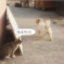 개와고양이 이미지