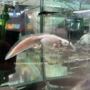 구피 | 수족관🐠 열대어 입문자 필수방문(블루다이아 구피 데려온 후기) 무여과기로 열대어키우기 꿀팁!일산...