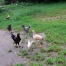 토브의 강가 이미지