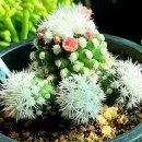 가장자리 이미지