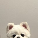꽃님이약국 | 강아지 기관지영양제 추천 - [펫생각]데일리케얼 리얼배도라지