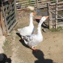 샘물농장 이미지