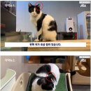 들고양이 중성화 근황 이미지