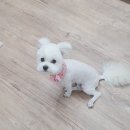 스담멍스 이미지