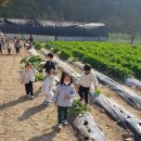 영차 영차💦 무를 뽑아봐요👨‍🌾👩‍🌾 이미지