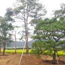 보림조경 이미지