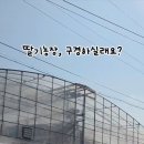 신선딸기농원