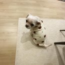 허니모모 애견미용실 이미지