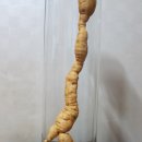용천농장 Daum카페