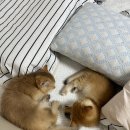 고양이분양 반하나캣 이미지