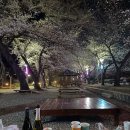 11500-21-92-103 | [진해군항제맛집모음] 슬슬 군항제 시기 와간께네 진해 맛집 다시 뜨기 시작하는가베~~~???