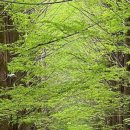 자작나무펜션 캠핑장 이미지