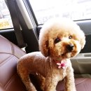 버블펫쌀롱 이미지