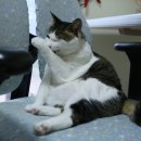 착한 고양이 이미지