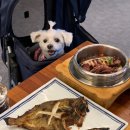 현대DC하나로마트 | 🐶 강릉 애견동반 3박 4일 가족여행 :: 애견동반 찐맛집, 카페, 숙소까지 총정리