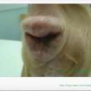 퍼피캣동물병원 이미지