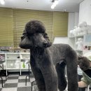동물농장애견미용학원
