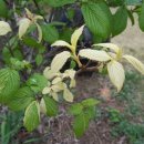 풀빛향기 이미지