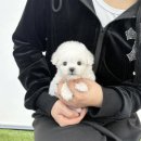 야옹아멍멍해봐삼각점 이미지