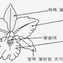 카틀레야