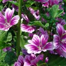 태하 성하신당 이미지