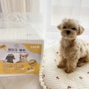 케이알펫츠 KRPETS 싸다구 강아지배변패드 후기