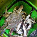 벌천포 선착장 | 꽃게 금어기 풀리자마자 달려간 벌천포해수욕장 해루질 후기 포인트