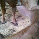 영진축산 이미지