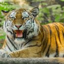 호랑이네 이미지