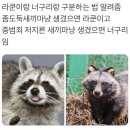 라쿤이랑 너구리 구별하는 법 이미지