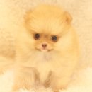 스타일독 이미지