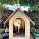 애월 in 민박 이미지