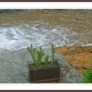 화이트 밸리 이미지